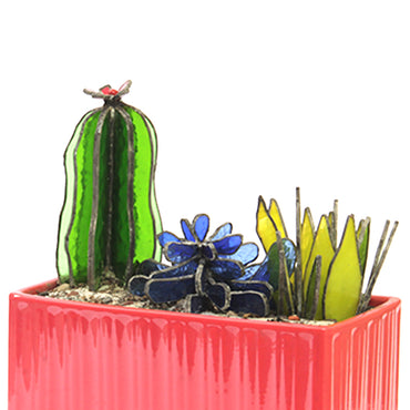 PLANTAS // SUCULENTAS